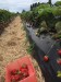 Pick your own strawberries bei Hamilton